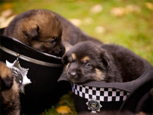 Police puppies inside a Police hat